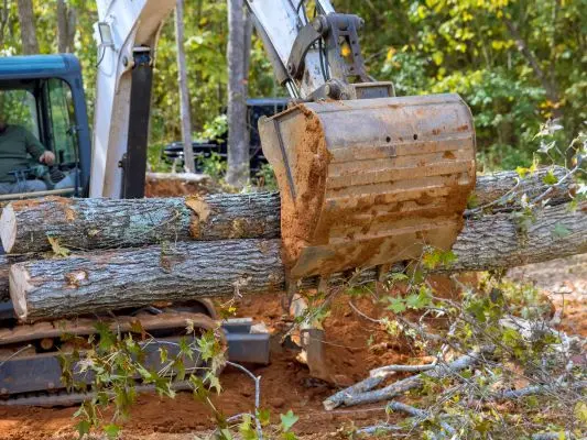 Eco-friendly-Tree-Brand-Removal