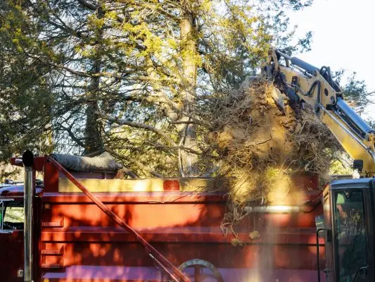 Process-of-Tree-Brand-Removal