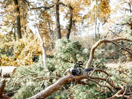 Process-of-Tree-Debris-Pick-Up-1