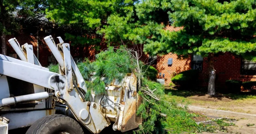Tree-Debris-Pick-Up