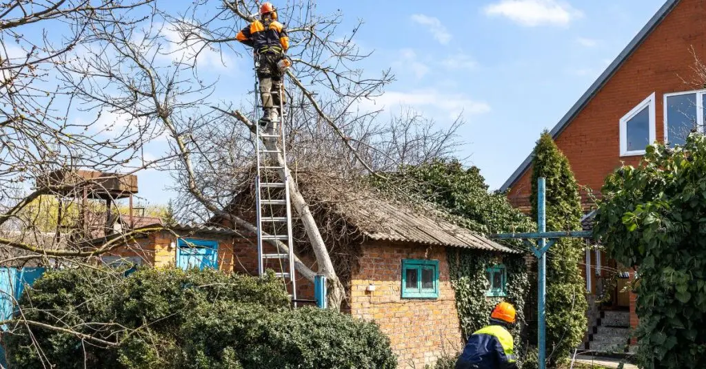 Tree-Limb-Removal